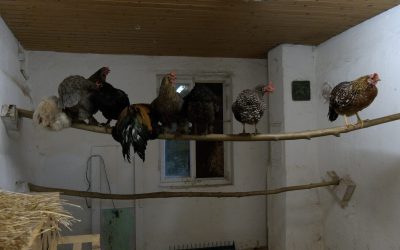 Hühnergarderobe_Still1