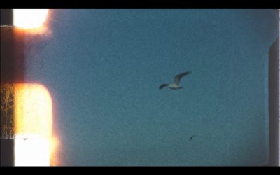 Filmstill Twilight Garden Opaque Ocean